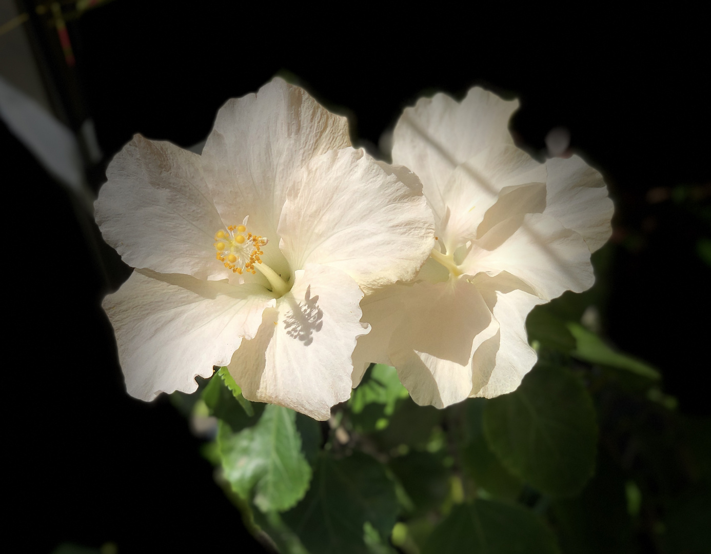 Hibiskus