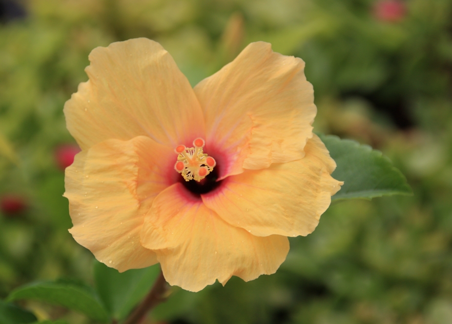 Hibiskus