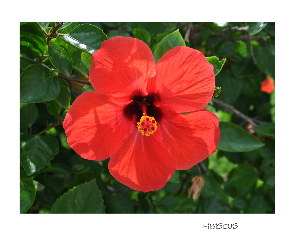 Hibiskus