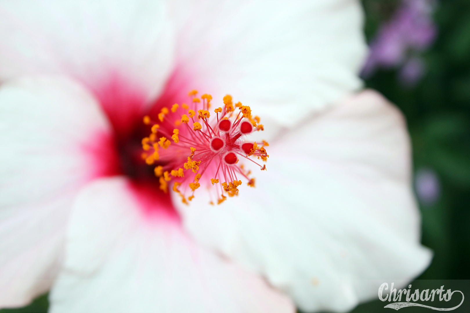 Hibiskus