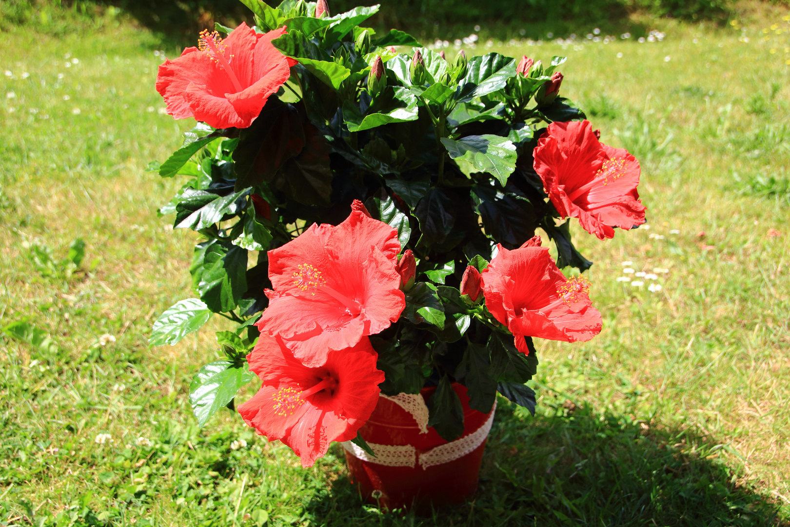 Hibiskus