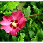 Hibiskus