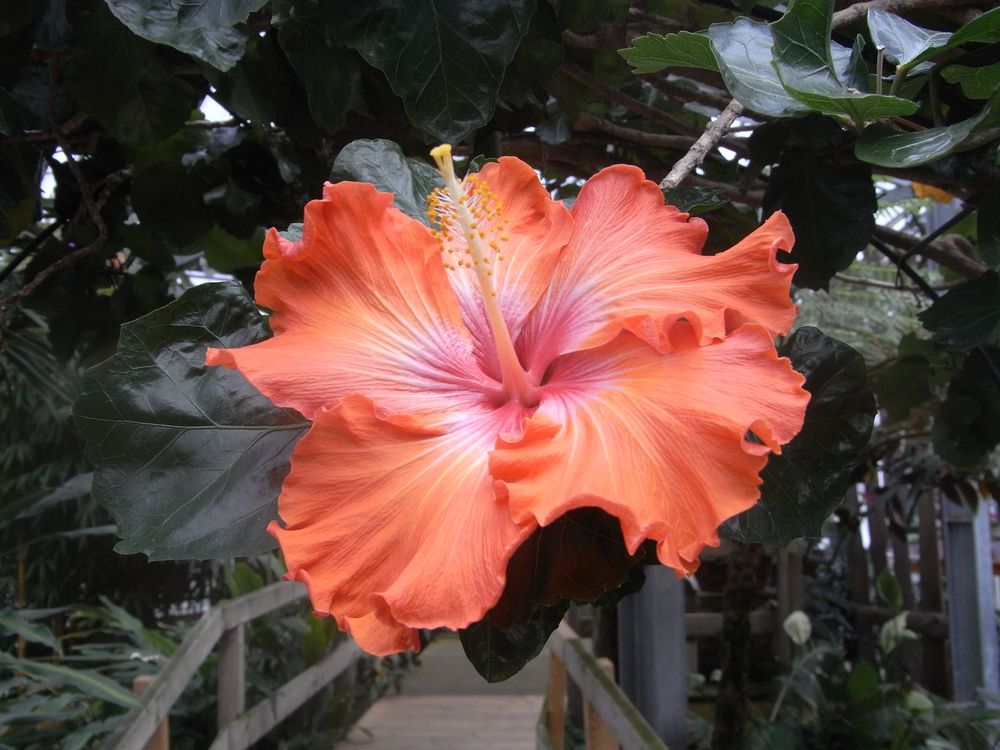 Hibiskus Foto & Bild natur Bilder auf