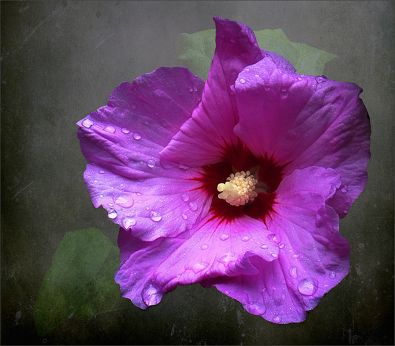 Hibiskus