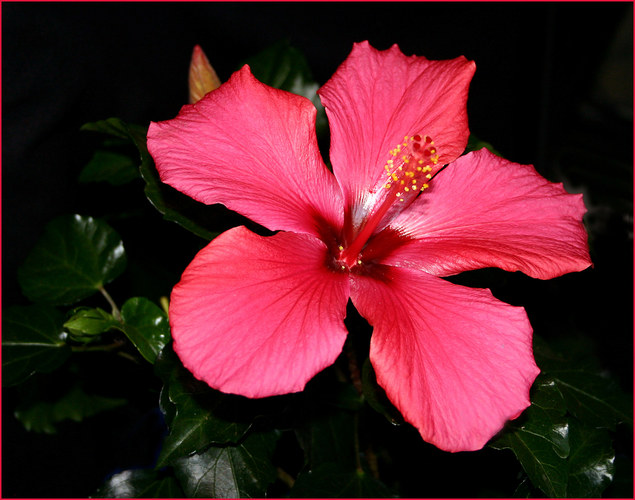 Hibiskus