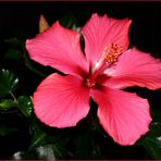 Hibiskus