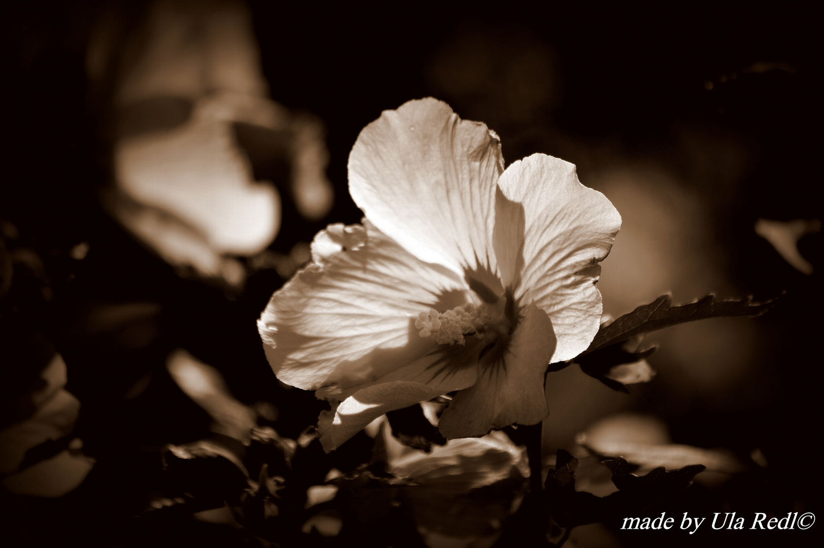 Hibiskus