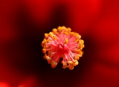 Hibiskus