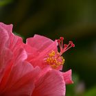 Hibiskus