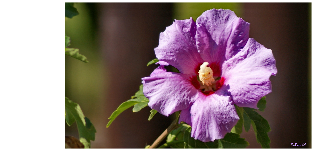 Hibiskus