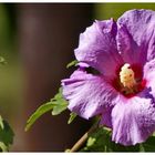 Hibiskus