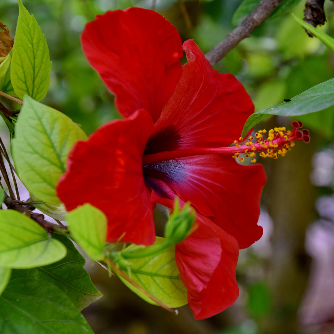 Hibiskus