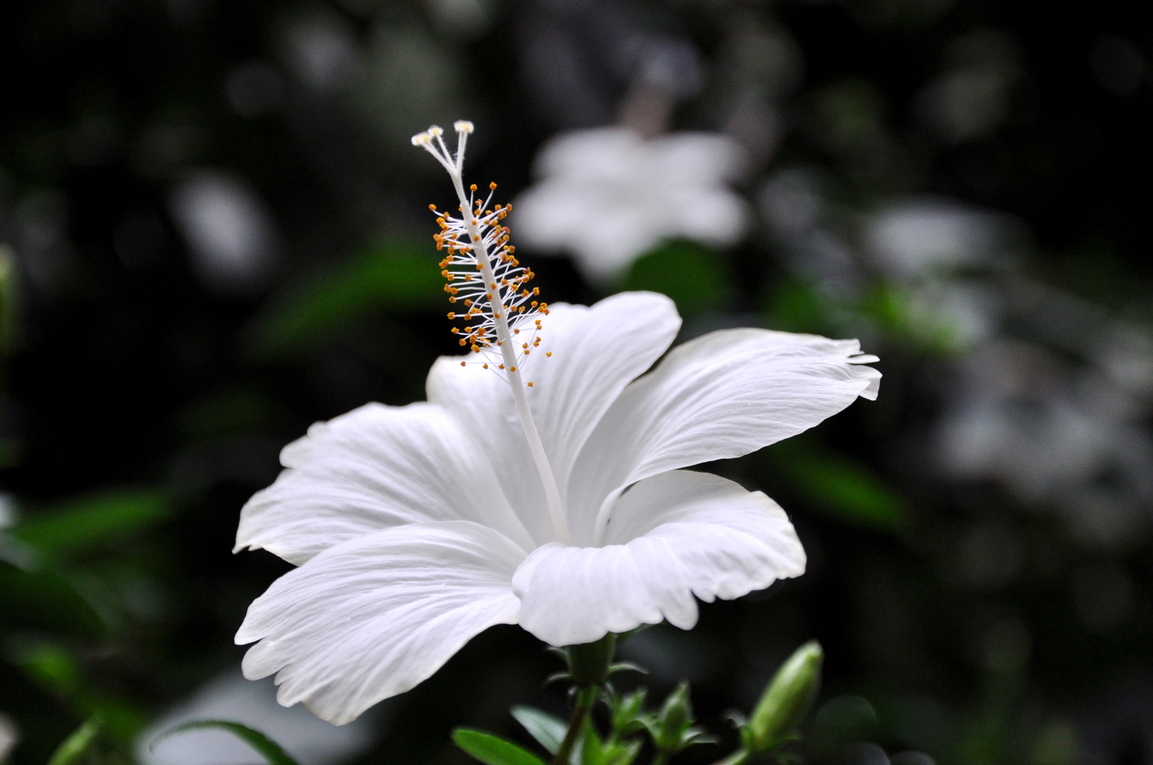 Hibiskus