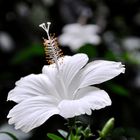 Hibiskus