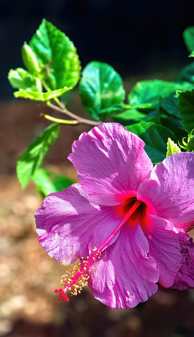 Hibiskus