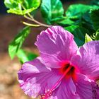 Hibiskus