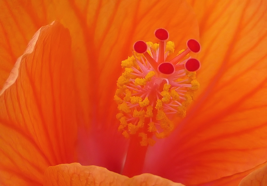 . hibiskus .