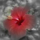 hibiskus