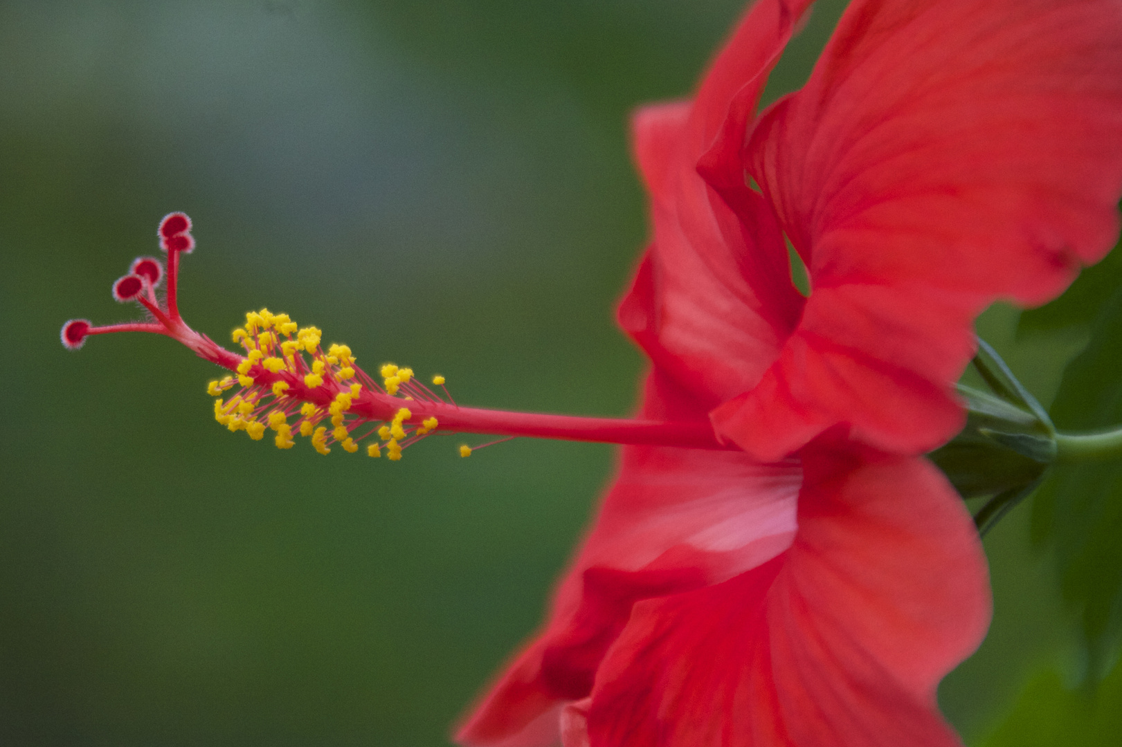 Hibiskus