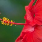 Hibiskus