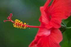 Hibiskus