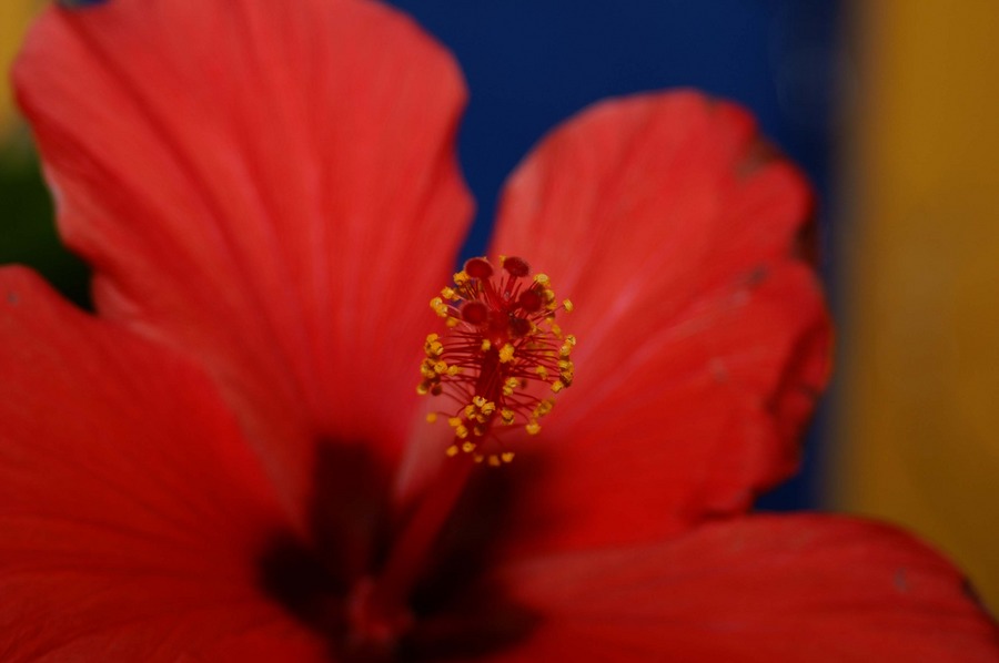 Hibiskus von Sven Oliver Schneider