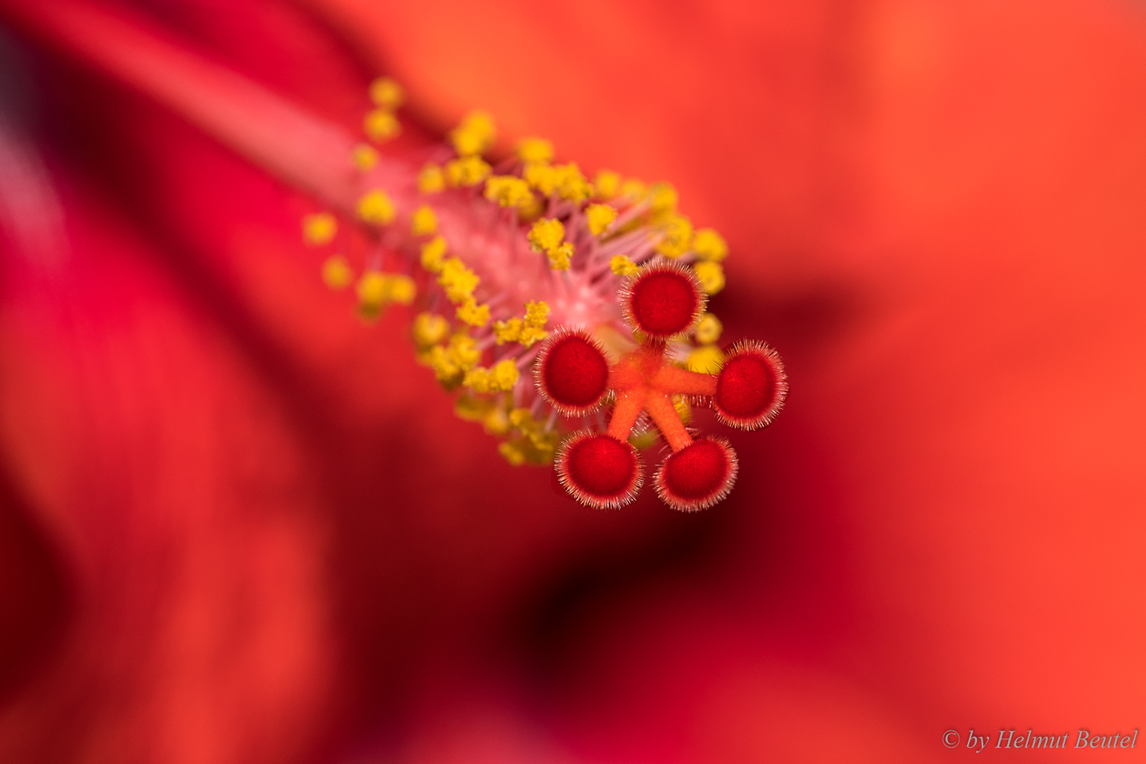 Hibiskus