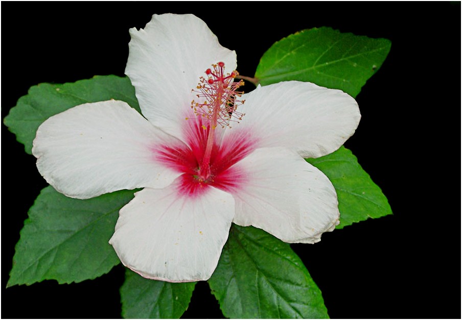 Hibiskus