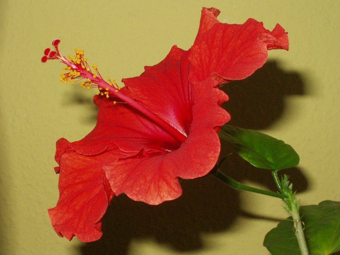 Hibiskus