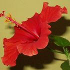 Hibiskus