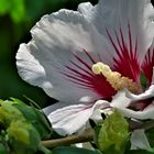 Hibiskus