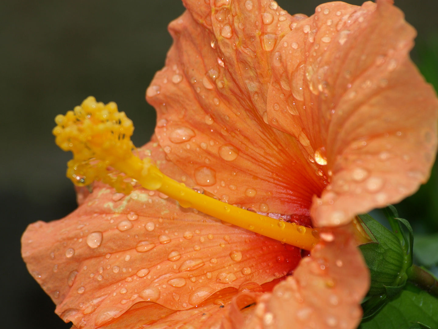 Hibiskus