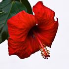 Hibiskus