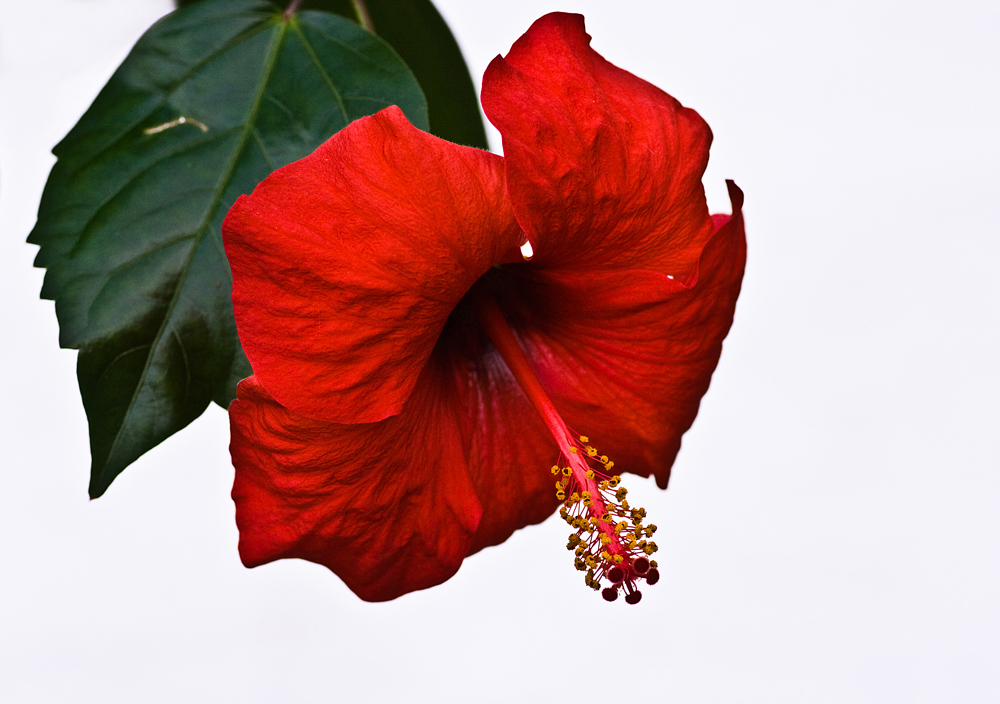 Hibiskus