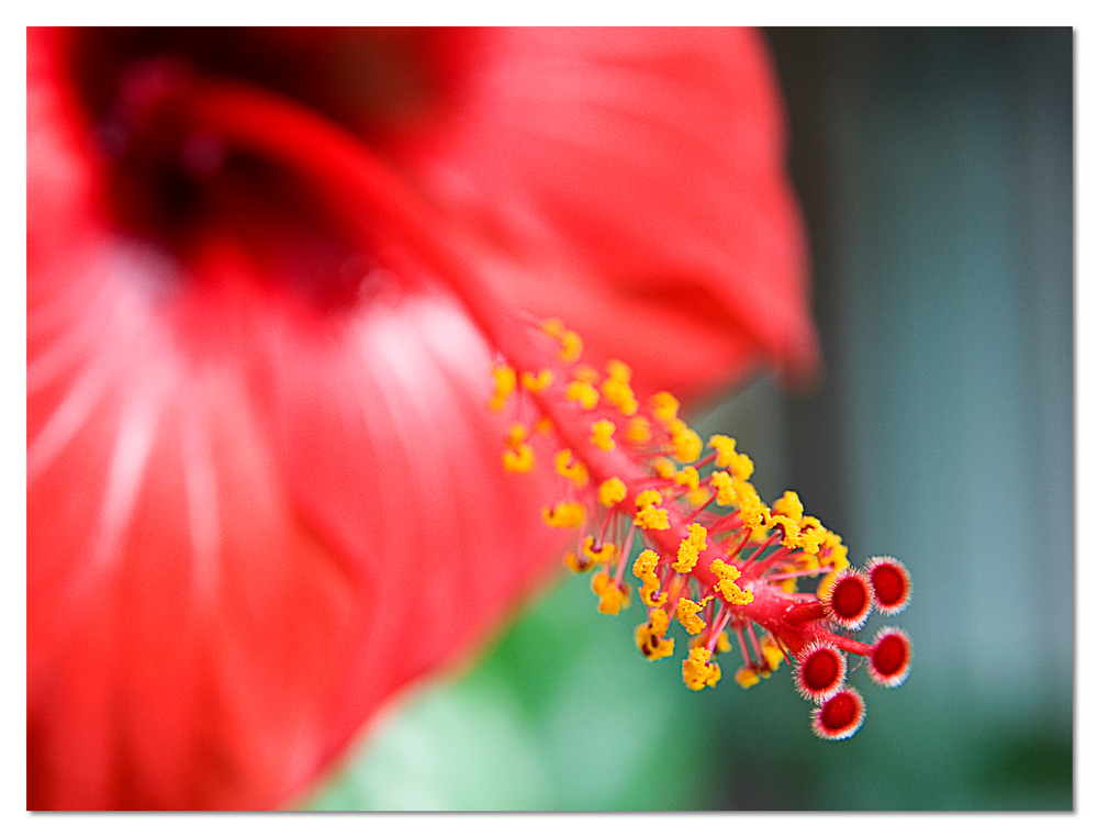 "Hibiskus"