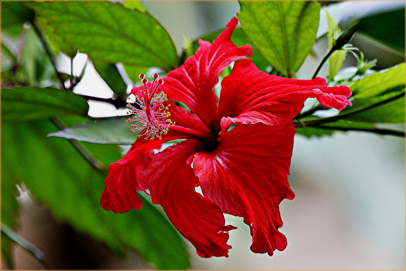 Hibiskus