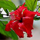 Hibiskus