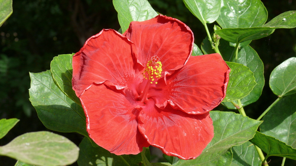 Hibiskus