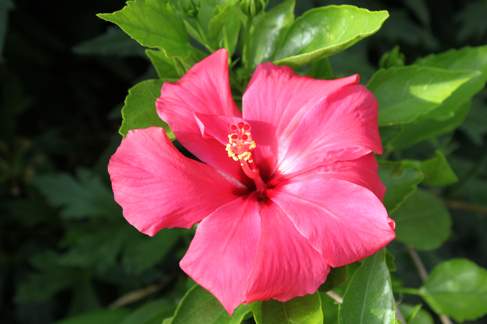 hibiskus