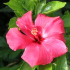 hibiskus