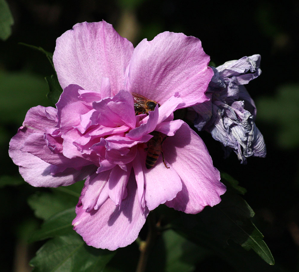 Hibiskus