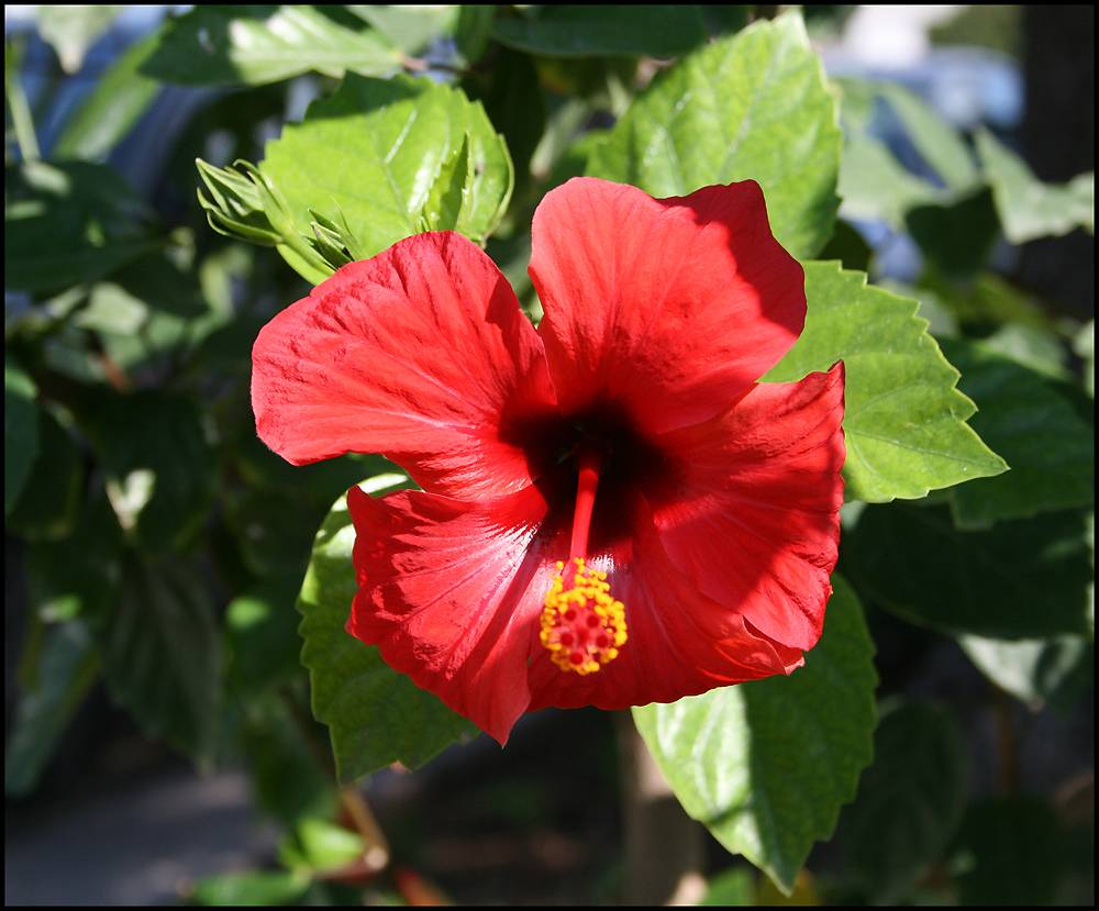 Hibiskus Foto & Bild pflanzen, pilze & flechten, bäume, blatt & blüte