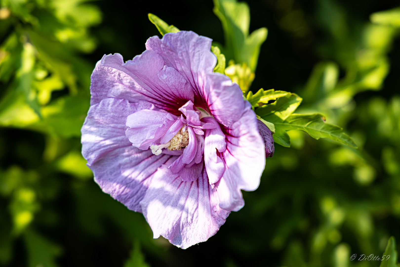 Hibiskus