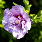 Hibiskus