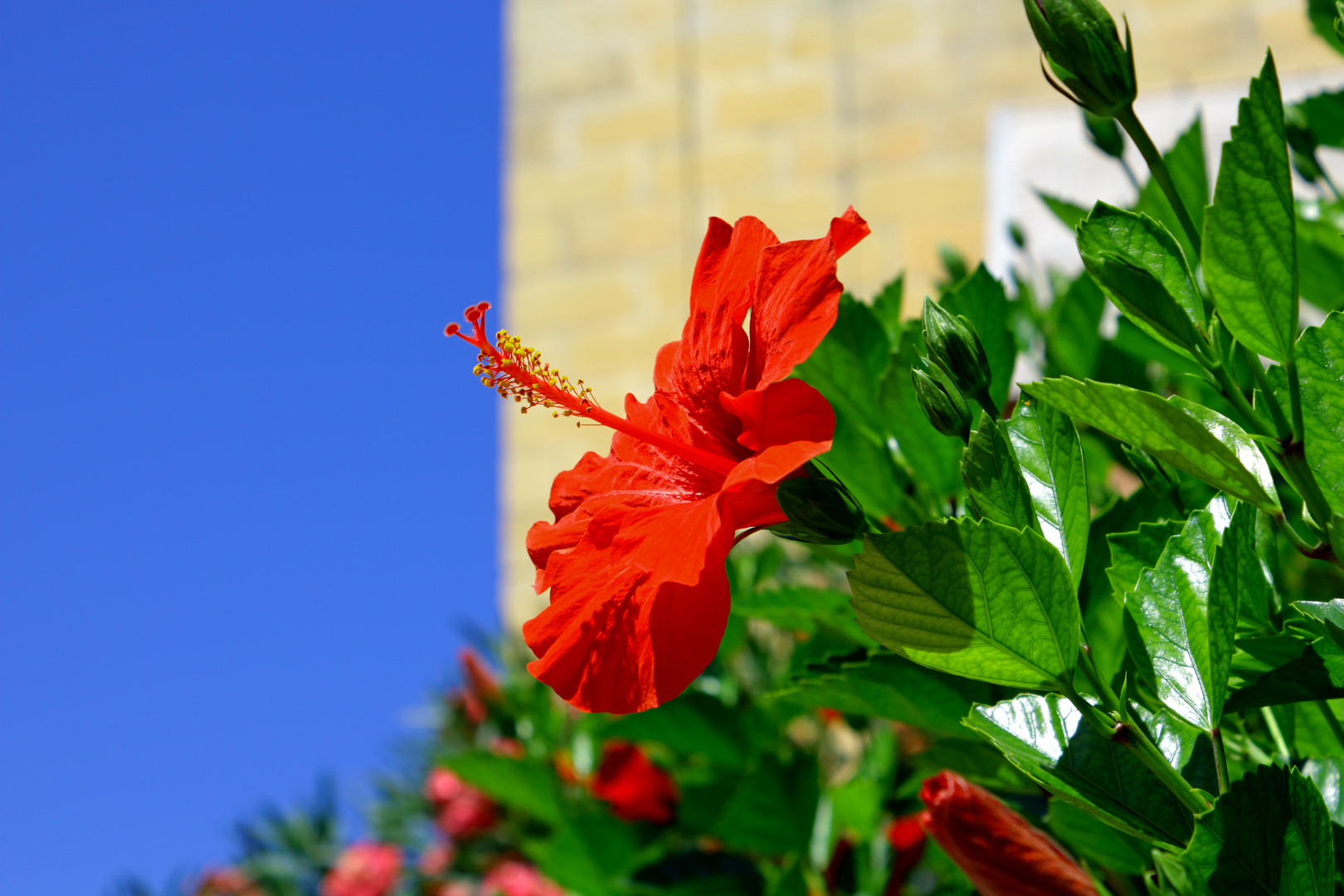 Hibiskus