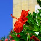 Hibiskus