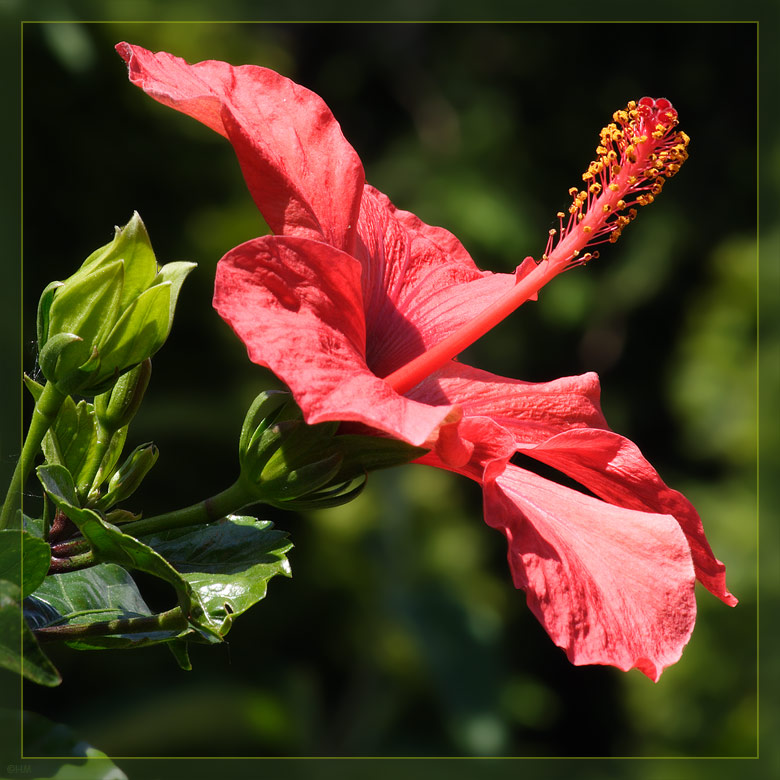 Hibiskus