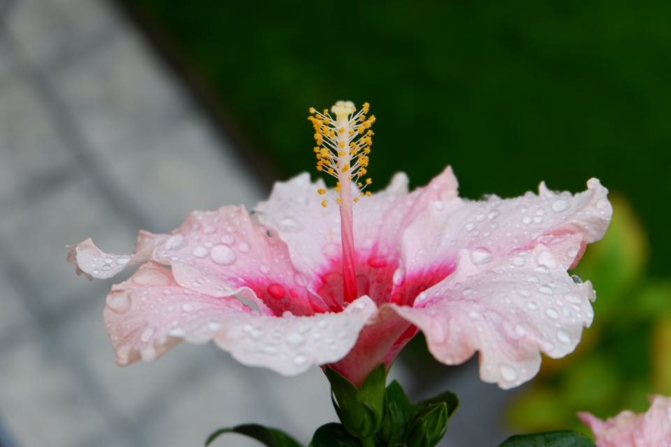 Hibiskus