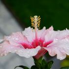 Hibiskus