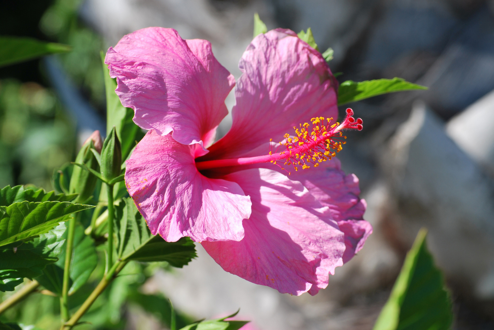 Hibiskus